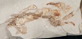Fossil Pea Crab (Pinnixa) From California - Miocene #15801-1